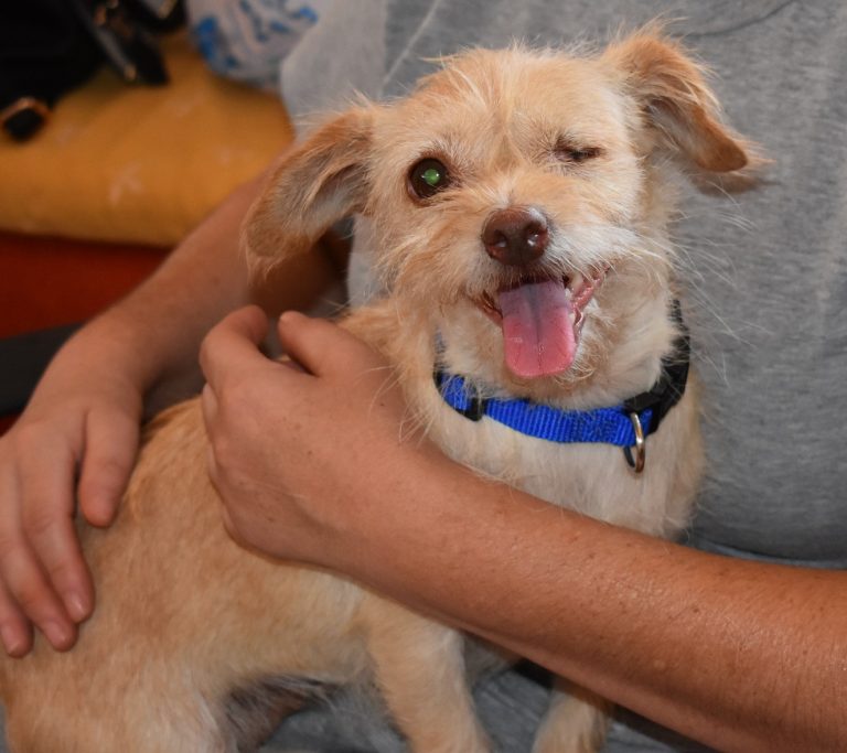 Read more about the article Πίκα – Peeka