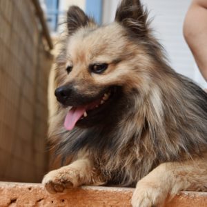 Ράντυ – Randy