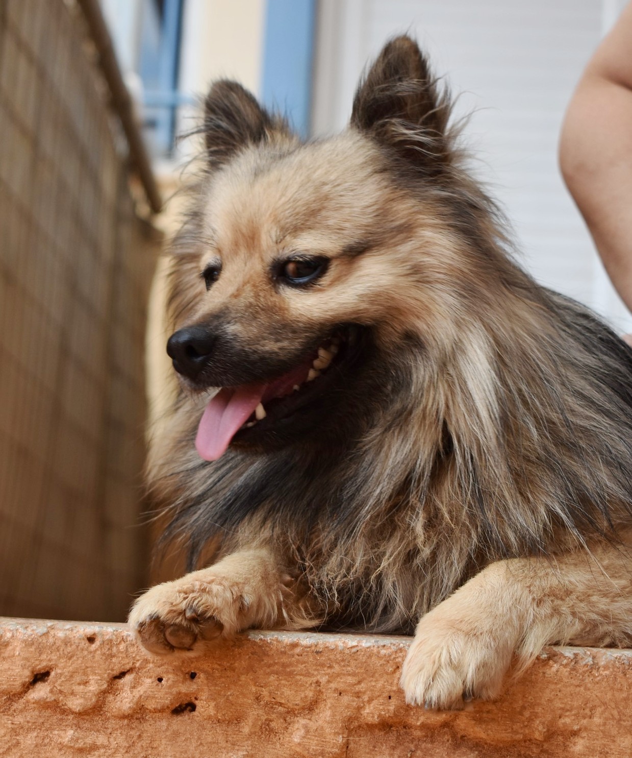 You are currently viewing Ράντυ – Randy