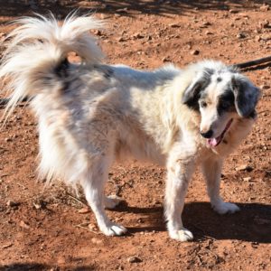 Λούις – Louis