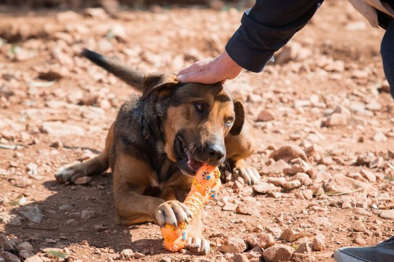 Read more about the article Με αφορμή την Ημέρα των Ζώων, Επίσκεψη στο ΚΑΖ.