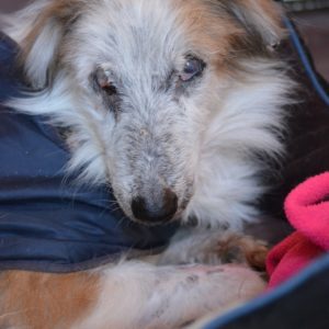 Γεδεών – Gideon