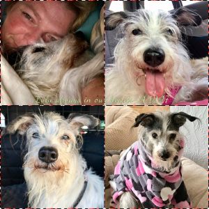 Lulu always in our hearts