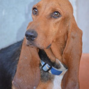 Τζίνι – Genie (Genevieve)