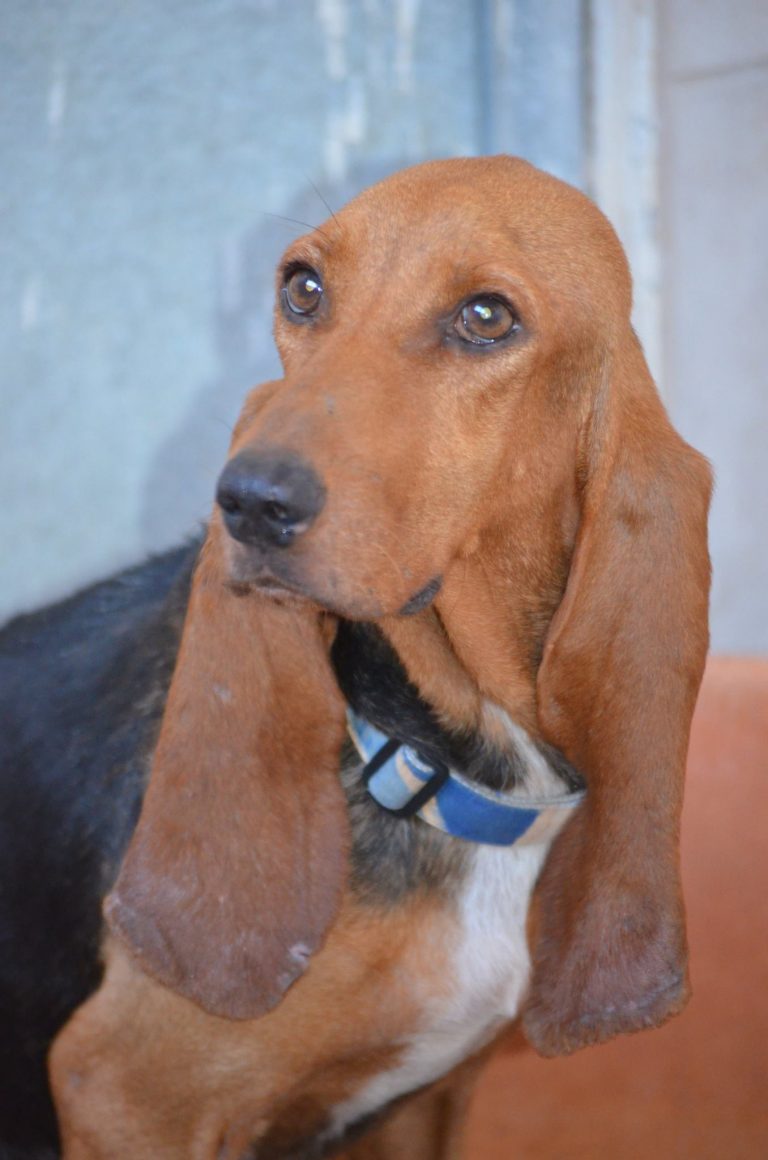 Read more about the article Τζίνι – Genie (Genevieve)