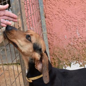 Ζίννια – Zinnia