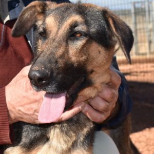 Μπιγκόνια – Begonia