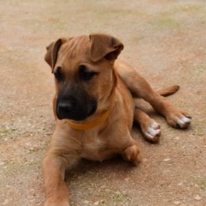 ‘Αρτσι – Archi