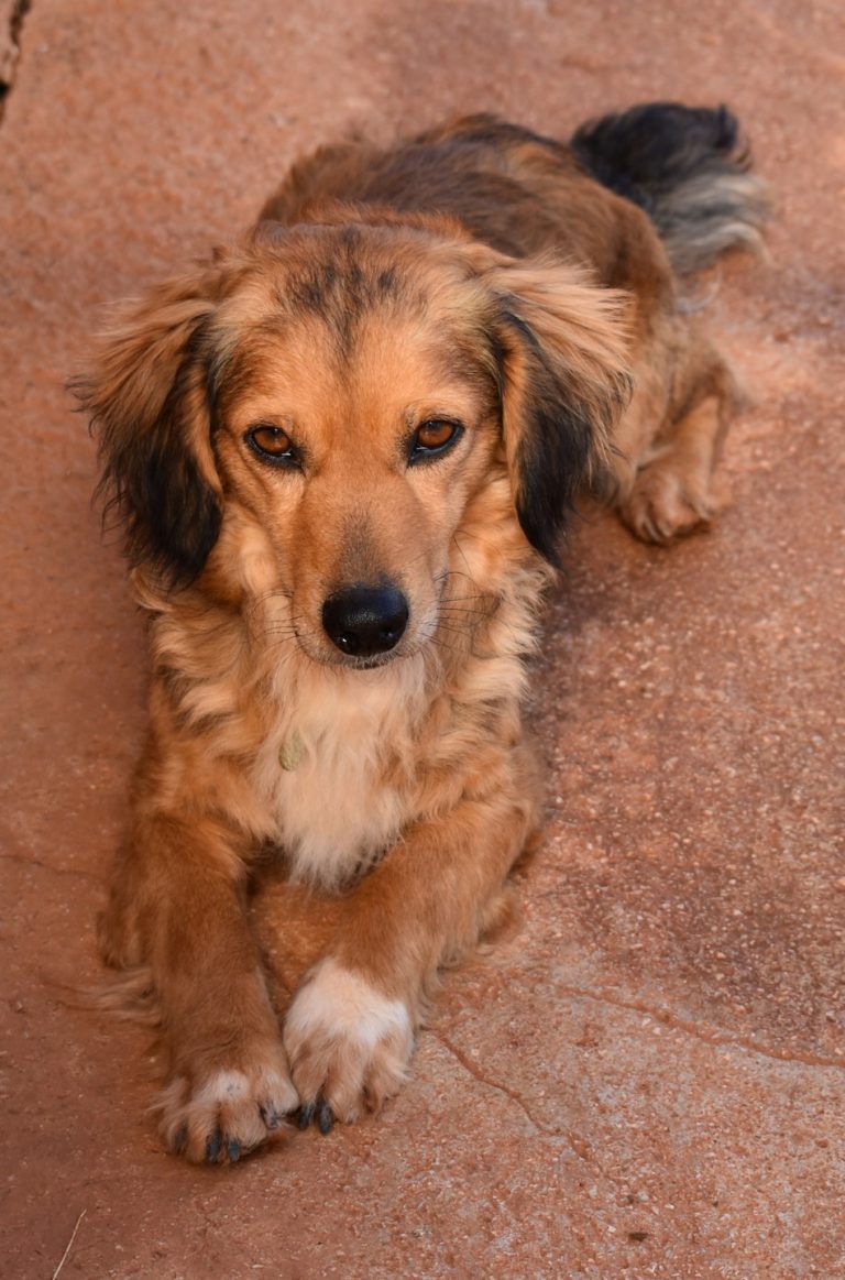 Read more about the article Άλαν – Alan