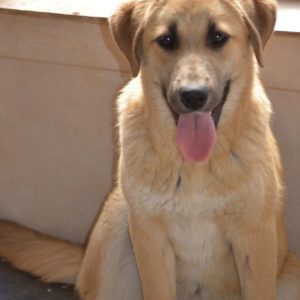 ‘Αννα – Anne