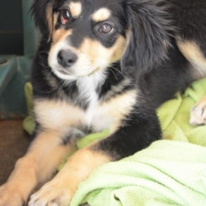 Καλίν – Caline