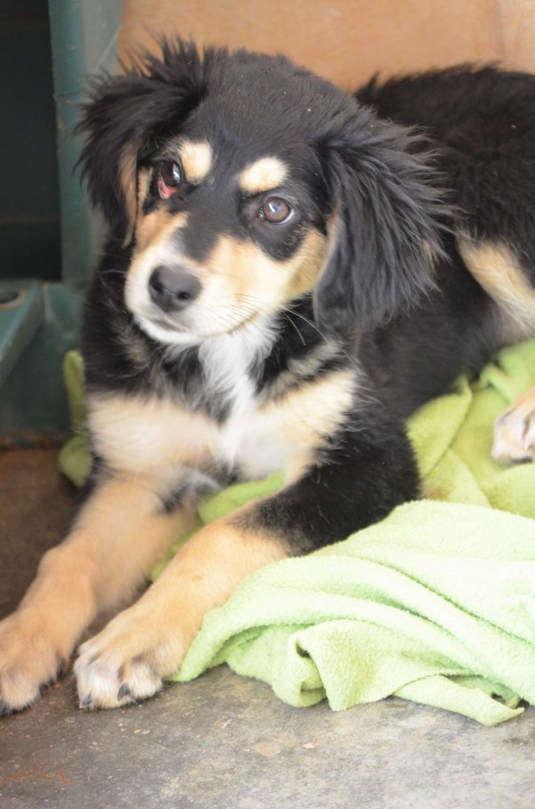 Read more about the article Καλίν – Caline