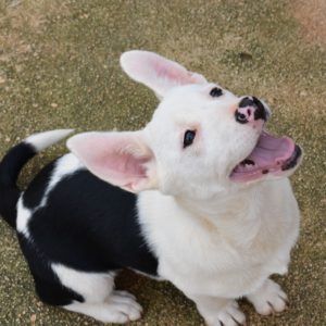 Κάουΐ – Cowie