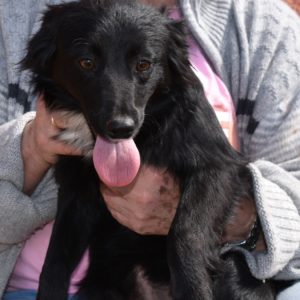 Δάφνη – Daphne