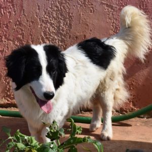 Φλάφυ – Fluffy