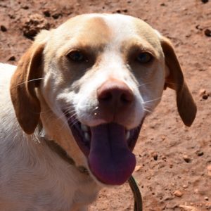 Φρέντυ – Freddy