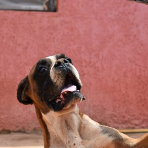 Τζόνας – Jonas