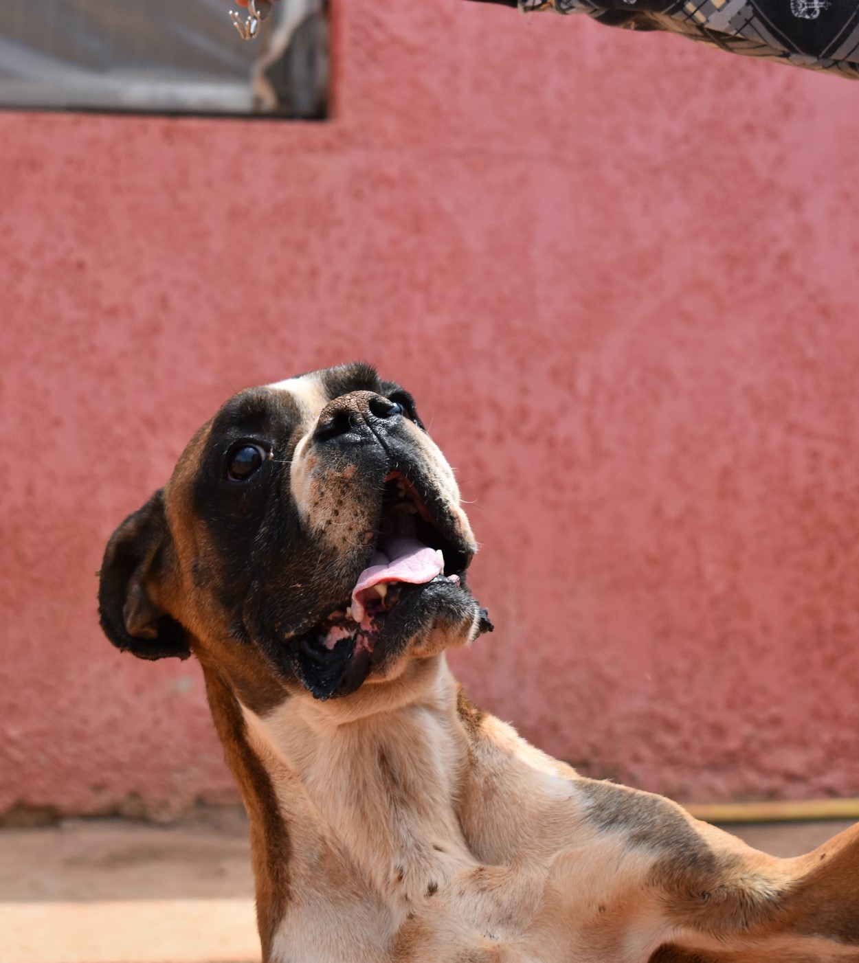 You are currently viewing Τζόνας – Jonas