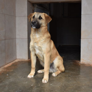 Γουίλιαμ – William