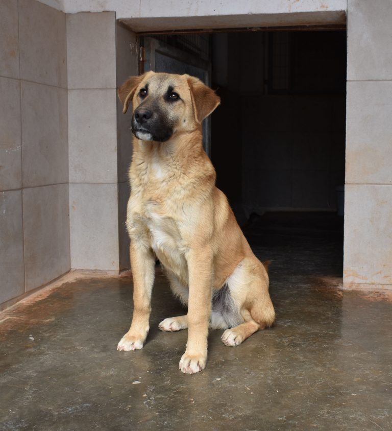 Read more about the article Γουίλιαμ – William