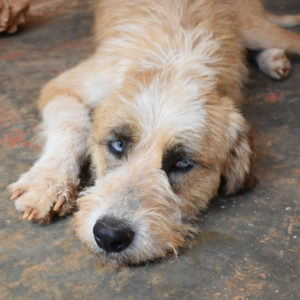 Ντάνιελ – Daniel