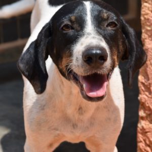 Γιωργάκης – Georgie