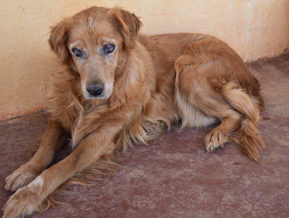 You are currently viewing Όμα – Oma