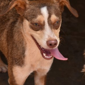 Αλίκη – Alice