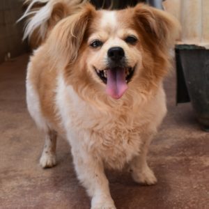 Χόμπιτ – Hobbit