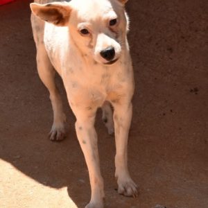 Μίλκυ – Milky