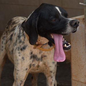 Σπένσερ – Spencer