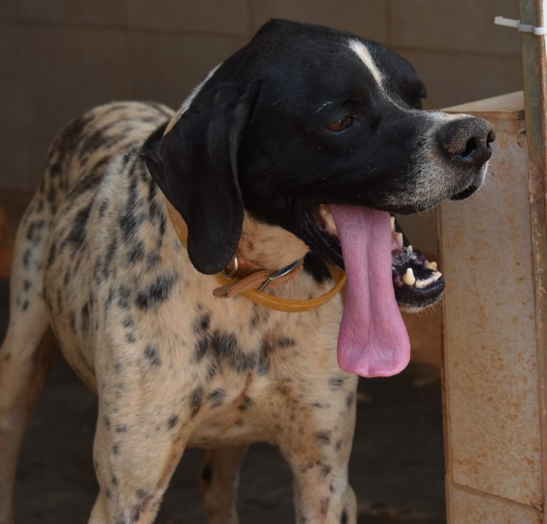 Read more about the article Σπένσερ – Spencer