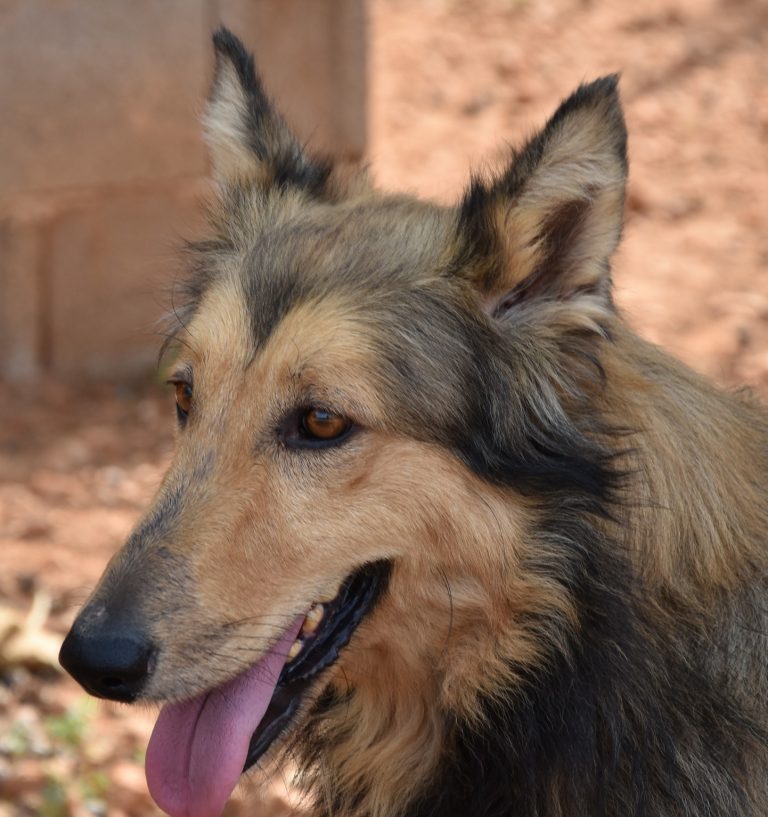 Read more about the article Μπόλτ – Bolt