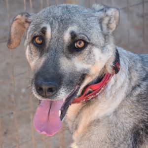 Τρούντι – Trudi