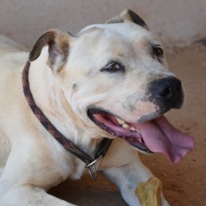 Ράφυ – Mr. Rafi