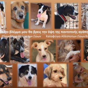 Παγκόσμια Ημέρα των Ζώων