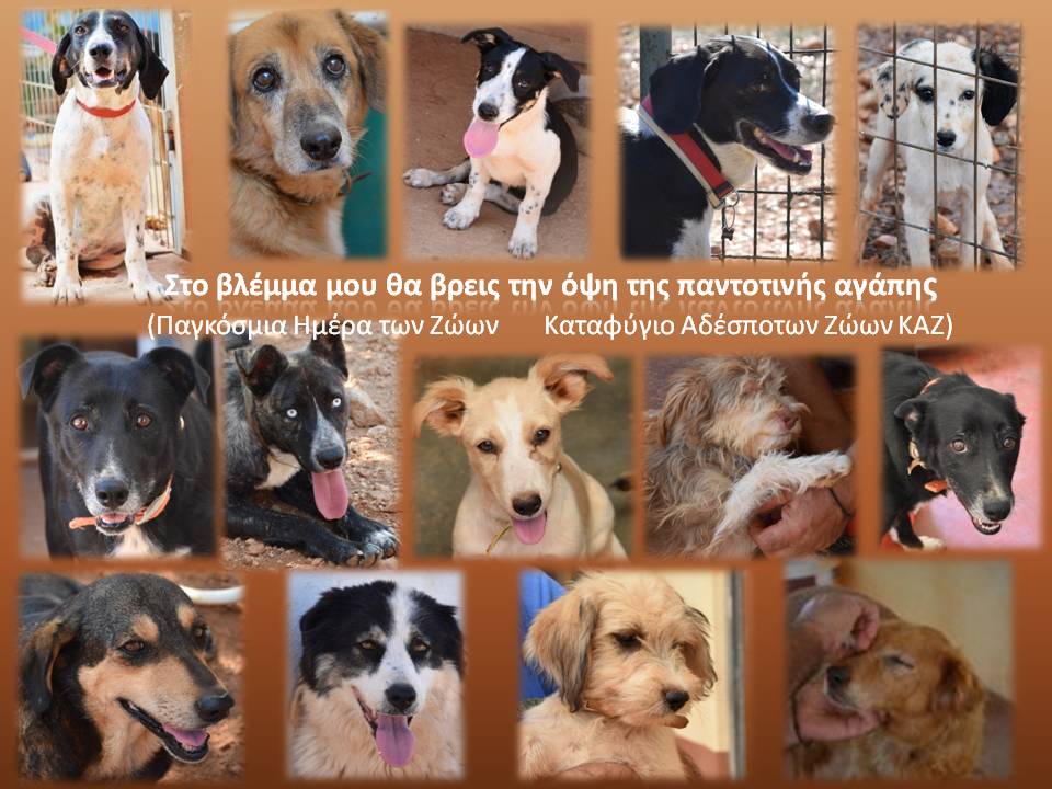 You are currently viewing Παγκόσμια Ημέρα των Ζώων