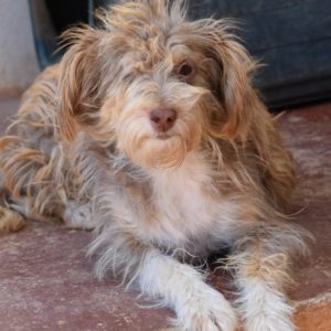 Τσένζι – Zensie