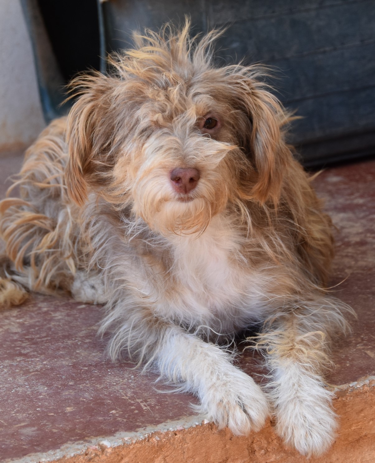 You are currently viewing Τσένζι – Zensie