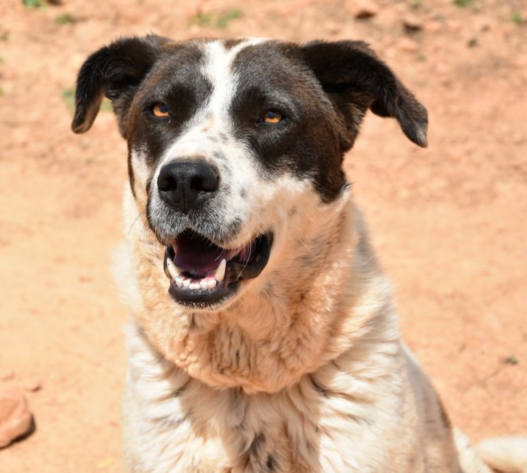 Read more about the article Σίλα – Shila