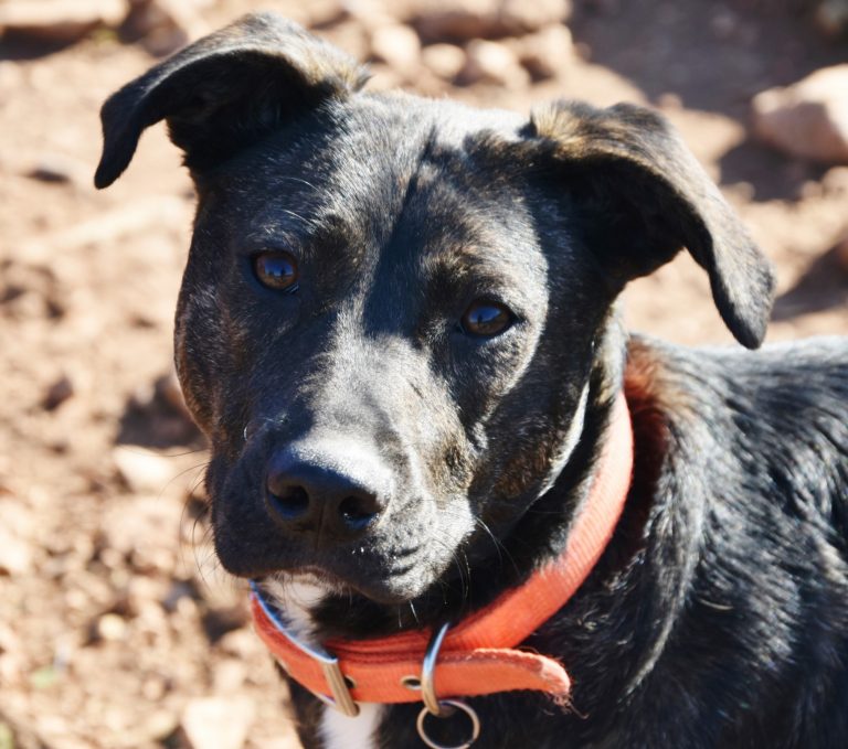 Read more about the article Έμιλυ – Emily