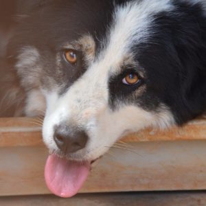 Γκιζέλα – Gisela