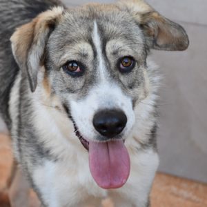 Γουλφίνα – Wolfina