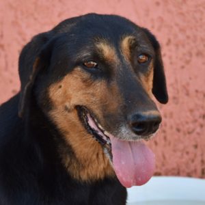 Πέππα – Peppa