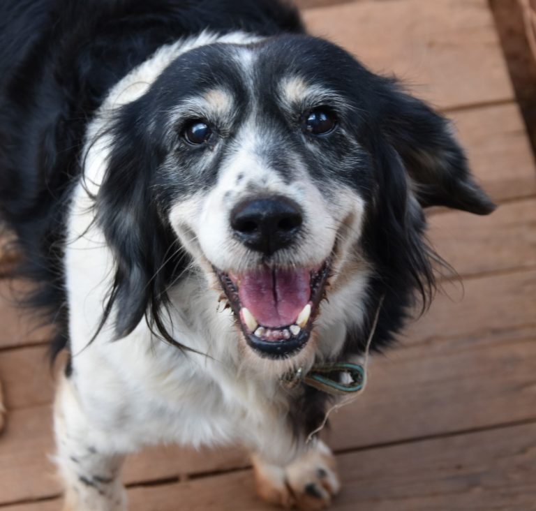 Read more about the article Λίμνη – Limni