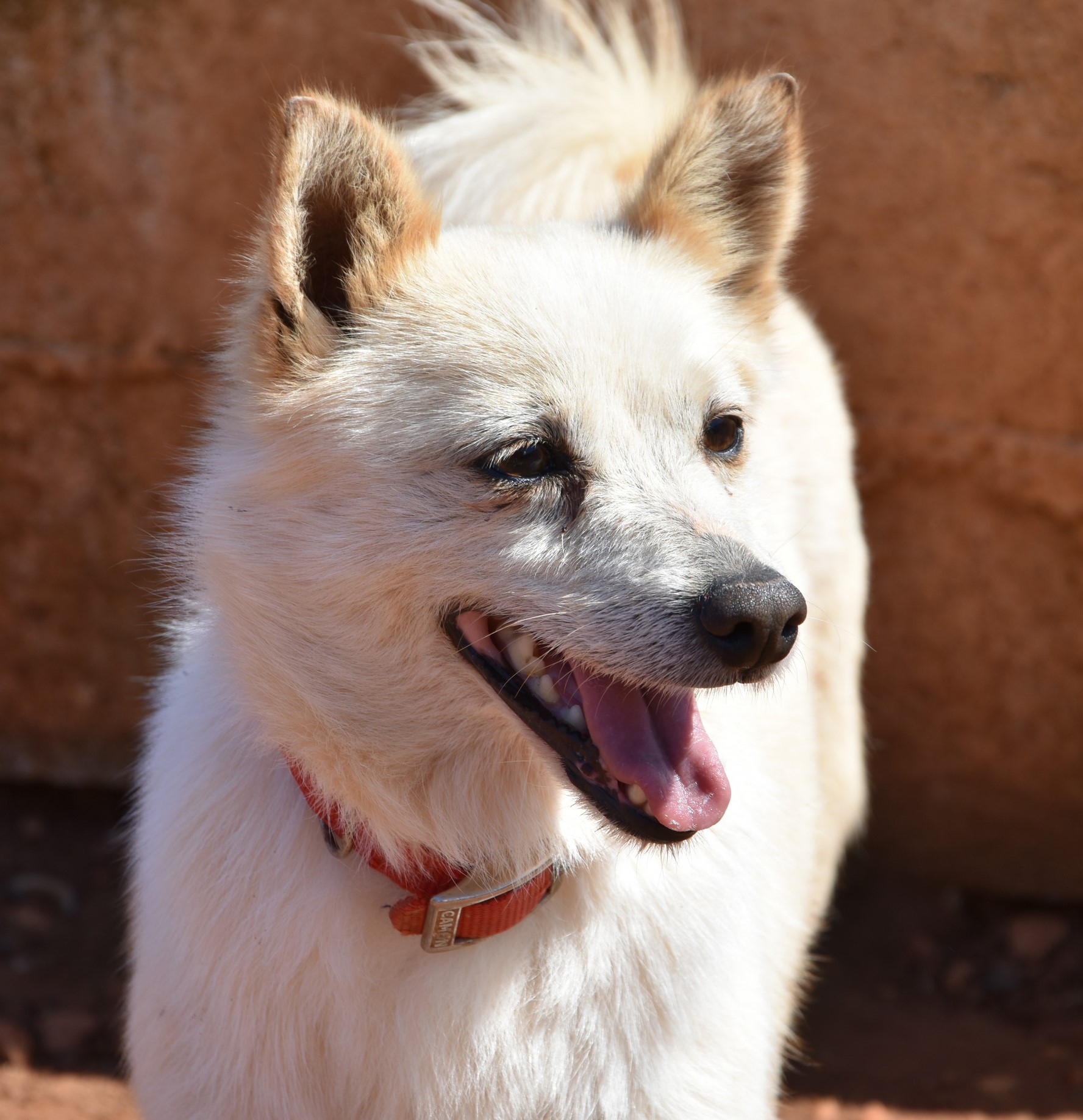 You are currently viewing Ίνου – Inu