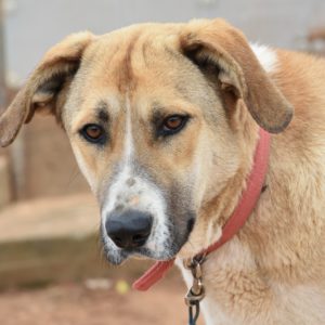 Σίτκα – Sitka