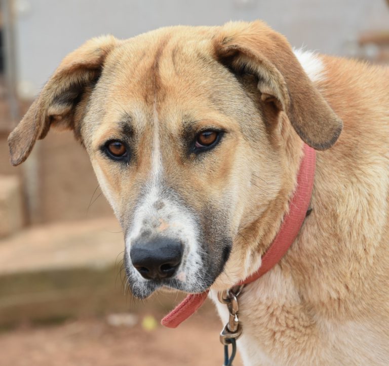 Read more about the article Σίτκα – Sitka