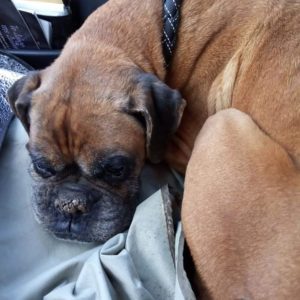 Ζέλντα – Zelda