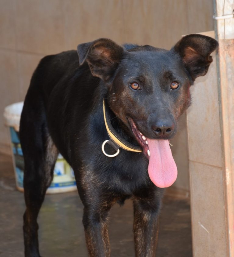 Read more about the article Φαμπιόλα – Fabiola